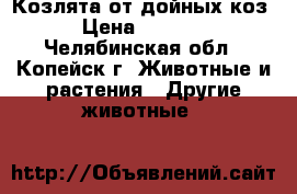 Козлята от дойных коз › Цена ­ 2 500 - Челябинская обл., Копейск г. Животные и растения » Другие животные   